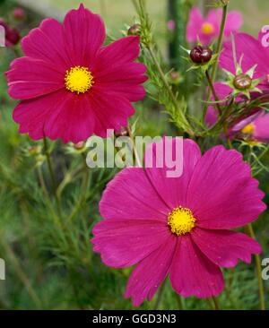 Cosmos bipinnatus - `Sensation'   ANN051589 Stock Photo